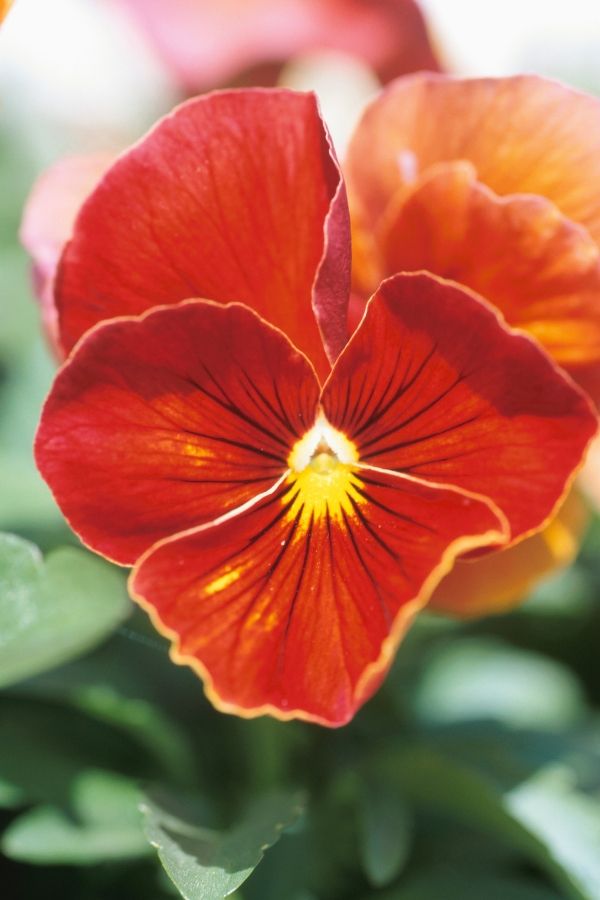 Orange Pansies are a good choice for the fall garden