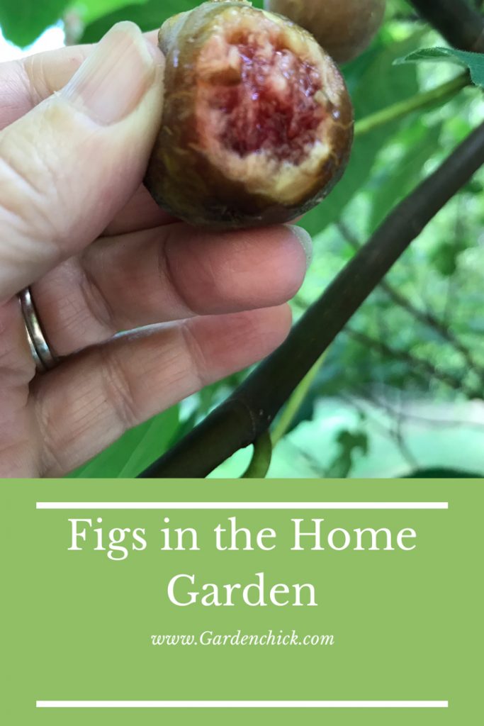 Want to add a fig tree to the home garden? Follow these easy tips to get sweet delicious fruit in just a few years.