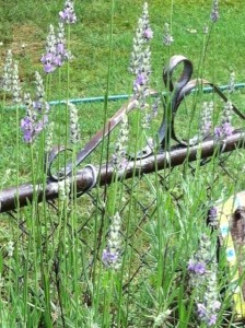 Lavender promotes a restful sleep when used in dream pillows