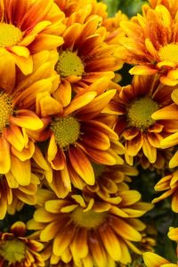 Orange is the color for fall gardens. Chrysanthemums are a perfect choice.