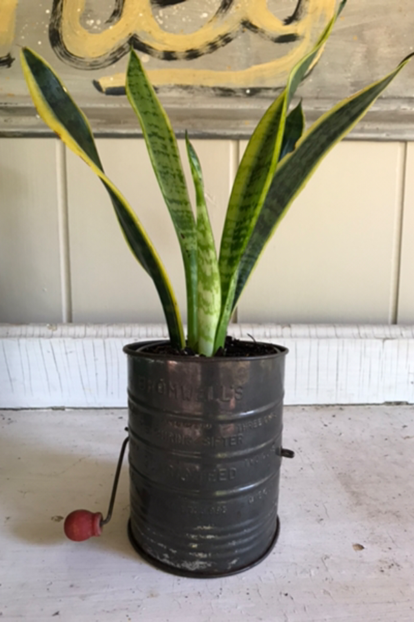 Snake plant or mother in laws tongue