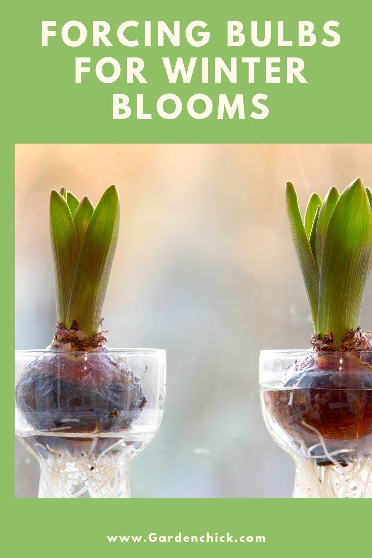 These hour glass vases are perfect for forcing bulbs for winter blooms