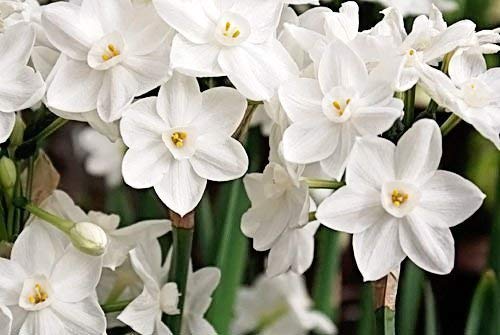 Order Narcissus bulbs from Amazon