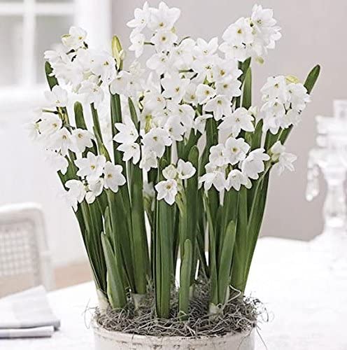 How do you force bulbs for winter bloom