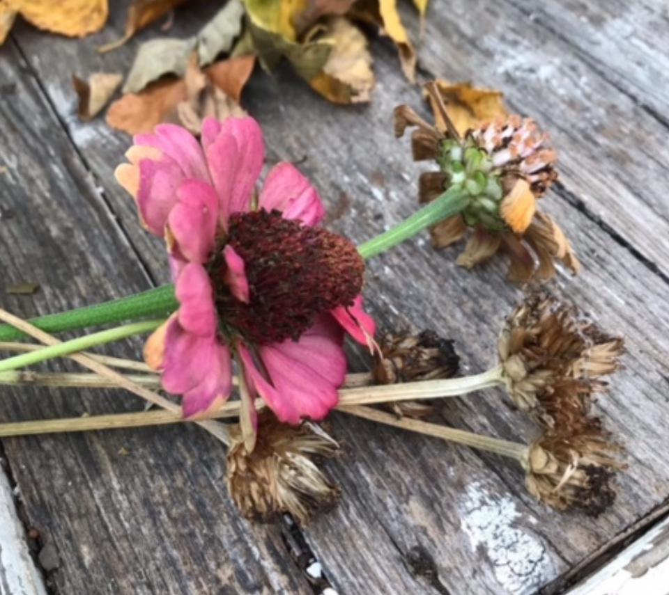 Saving zinnia seed