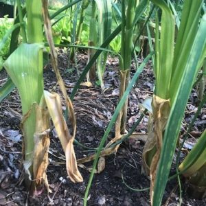 Garlic is ready to harvest when the bottom leaves are turning brown