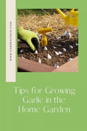 How to grow Garlic in the Home Garden