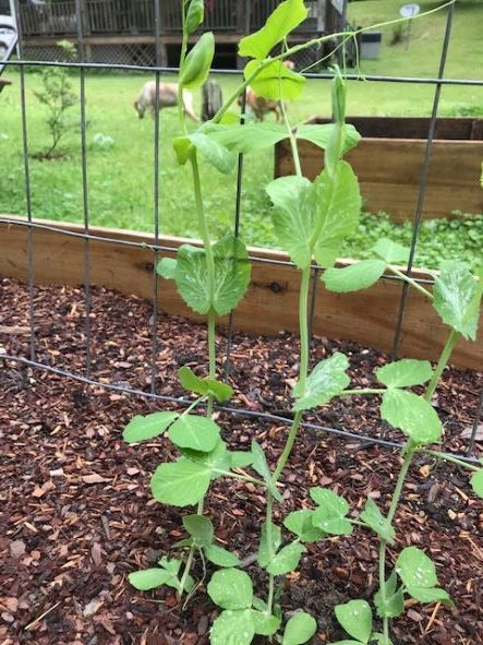 Peas should be grown on a trellis