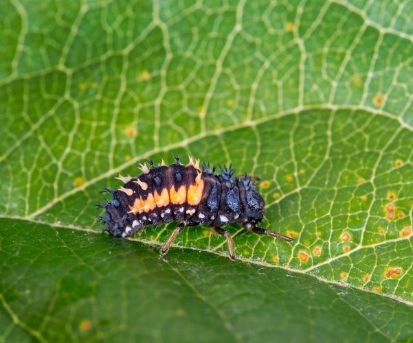 What does a Lady Bug Larvae Look Like?