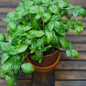 Basil is an easy to grow annual herb.