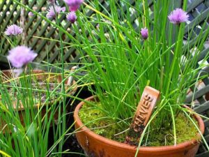 Chives are a member of the onion family