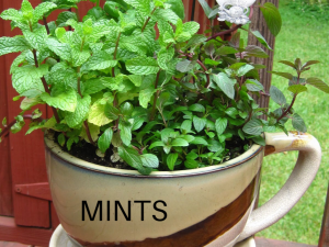 Mint garden