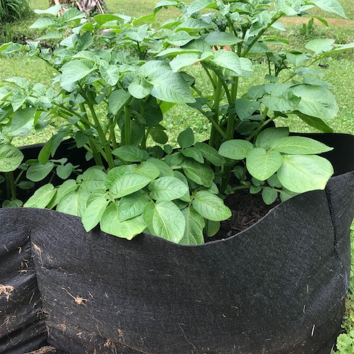 Use Grow Bags to Grow Vegetables When You Have Limited Space