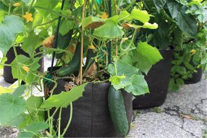 Cucumbers in a grow pot