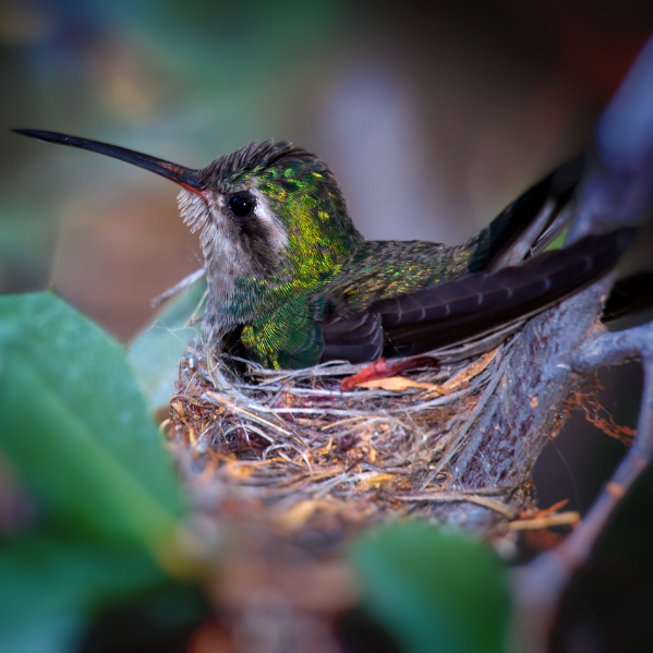 Provide nesting material for hummingbirds