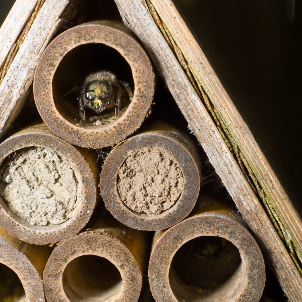 Attract Mason Bees to Your Garden to Pollinate Your Vegetables
