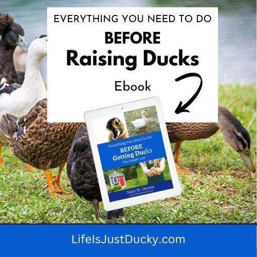 Mary Lummerding: Garden To Table